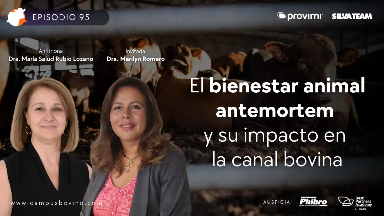 Bienestar animal antemortem y su impacto en la canal bovina - Dra. Marilyn Romero.