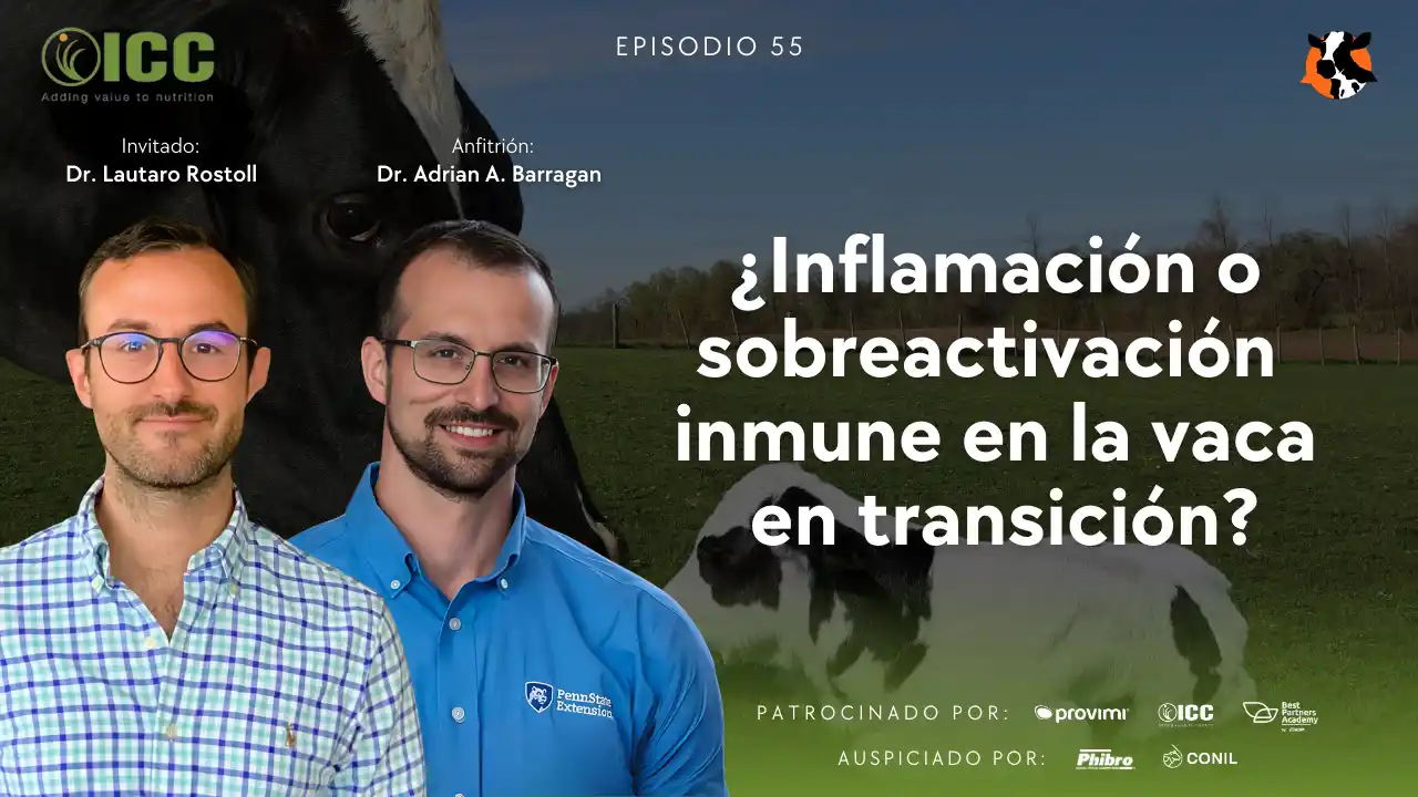 DairyCast #55 – ¿Inflamación o sobreactivación inmune en la vaca en transición? – Dr. Lautaro Rostoll